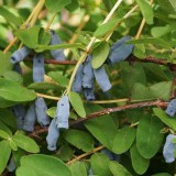 Голубая гирлянда7_0x160 Любимый сад